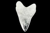 Realistic, 7.4" Carved Quartz Megalodon Tooth - Replica - #202039-1
